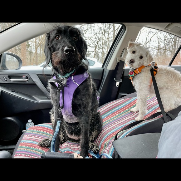 Meet your Posher, Rose - Picture 2 of 2